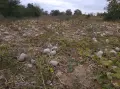 Продавам тикви Сампсон , снимка 2