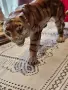 Красива италянска статуетка, снимка 7