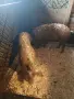 София световрачене, снимка 5