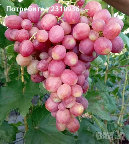 Десертни сортове грозде., снимка 17 - Разсади - 38898244