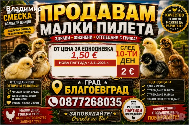 Малки кокошки/пилета