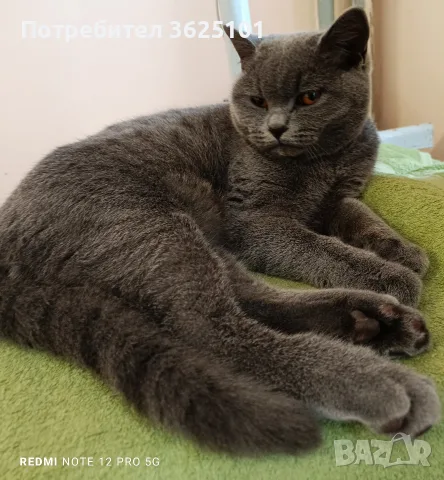 Прекрасен Британец късокосмест , снимка 4 - Британска късокосместа - 56744395