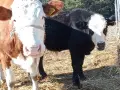 телета за клане и доугояване , снимка 11