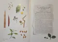 The Illustrated Encyclopedia of Essential Oils, снимка 3
