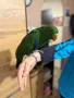 Мъжки Еклектус на 4 месеца, снимка 4