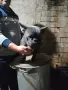 мъжки френски булдог , снимка 8