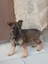 Две момичета немски овчарки!, снимка 7