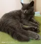 Прекрасен Британец късокосмест , снимка 4
