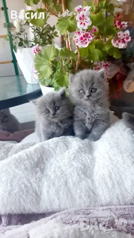 Продавам британски котета , снимка 5 - Британска късокосместа - 56596448