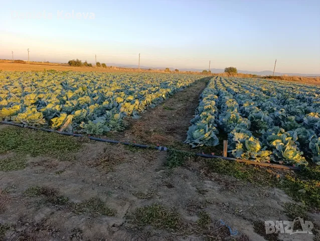 Продавам    зеле, снимка 3 - Други - 56637469