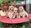 Американски кокер шпаньол , снимка 4