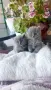 Продавам британски котета , снимка 5