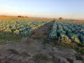 Продавам    зеле, снимка 3
