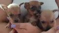 Продавам малки кученца., снимка 1