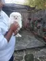 померанчета момченце и Момиченце , снимка 3