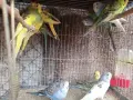 млади вълнисти папагали , снимка 5