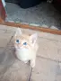 Подарявам котенца, снимка 1