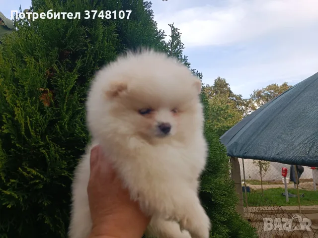 Померан/Померани , снимка 11 - Померан - 56741035