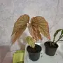 Комплект Бегония и Епифилиум, снимка 1