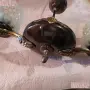 Меден полилей, състоянието му е мн.добро, снимка 3