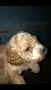 лагото романьоло/кокер/трюфел, снимка 3