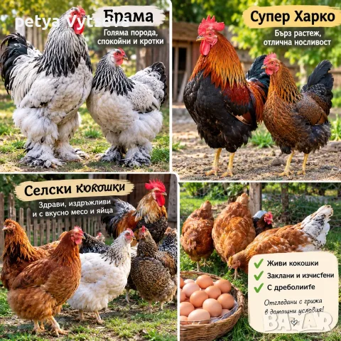  Продавам Кокошки, снимка 4 - Кокошки и пуйки - 56570019