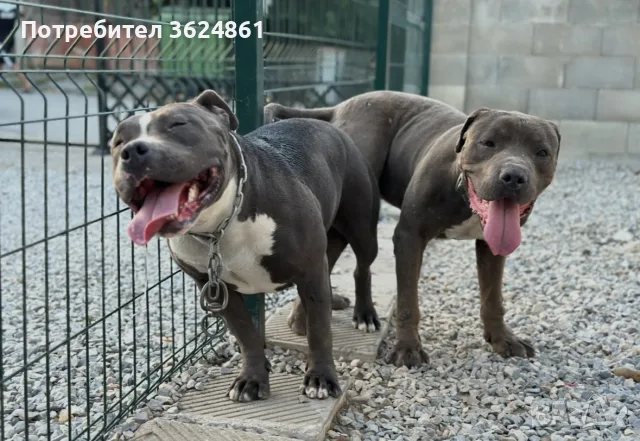 Американско були ХЛ/American Bully Xl, снимка 7 - Питбул - 56729869