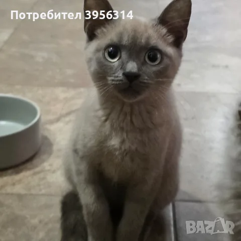 продава се Blu Point, снимка 5 - Британска късокосместа - 56643003
