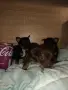 Чихупинчерчета самостоятелни, снимка 7