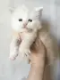 Мейн куун котета, снимка 2