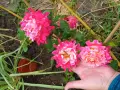 Сортови рози резници, снимка 8