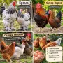  Продавам Кокошки, снимка 4