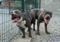 Американско були ХЛ/American Bully Xl, снимка 7
