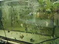 Albino Dantum angelfish, снимка 5