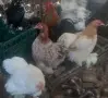 петлета и кокошки мини кохин, снимка 2