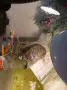 Костенурка с аквариум, снимка 1