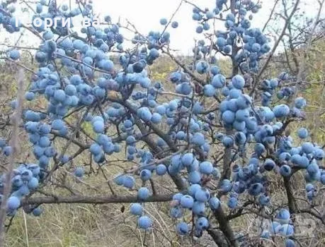 Продавам прясно набрани трънки