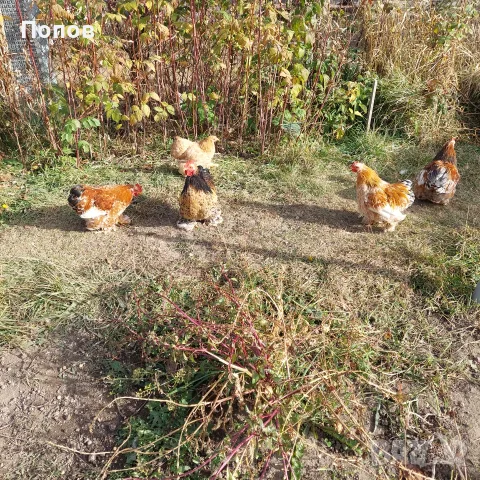 Продавам мини кохин, снимка 15 - други­ - 51324901