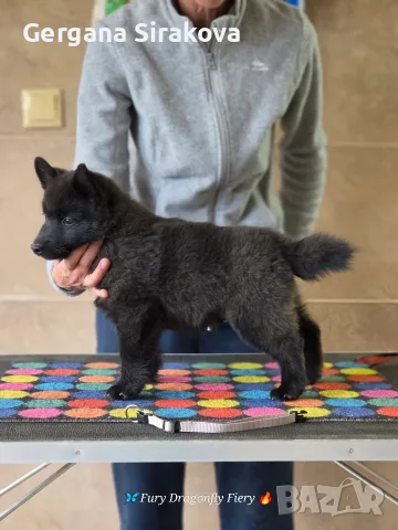 Шиперке / Schipperke, снимка 7 - Други - 55357854