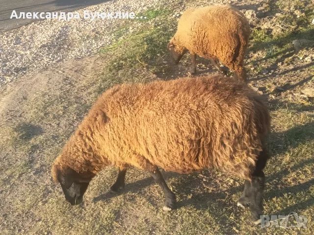 овце 10 бройки бременни , снимка 5 - Овце - 56613187