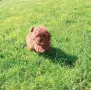 Той пудел момченце, снимка 5
