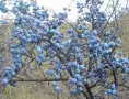 Продавам прясно набрани трънки, снимка 1