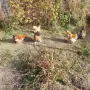 Продавам мини кохин, снимка 15