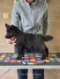 Шиперке / Schipperke, снимка 7