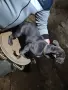 мъжки френски булдог , снимка 3