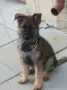 Две момичета немски овчарки!, снимка 6