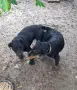 Кучета  ягдтериер , снимка 3