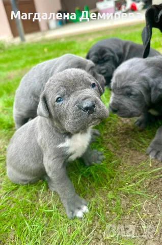Чистокръвни бебета Кане Корсо, снимка 7 - Кане корсо - 56745337