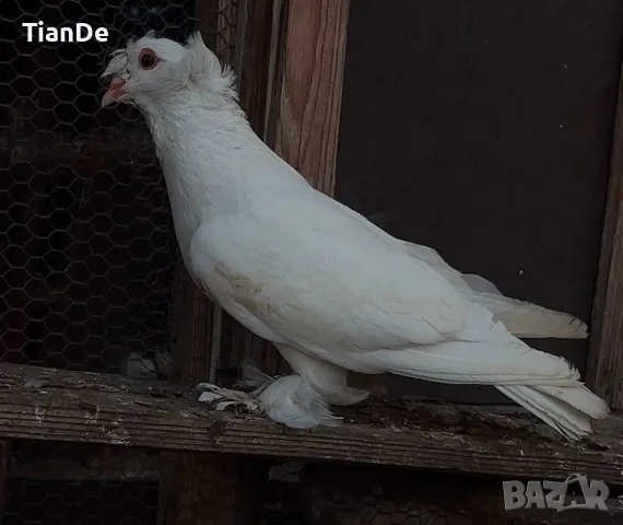 Демкес Барабантчик