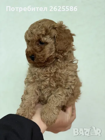 Той пудел toy poodle МОМЧЕ , снимка 3 - Пудели - 56356970